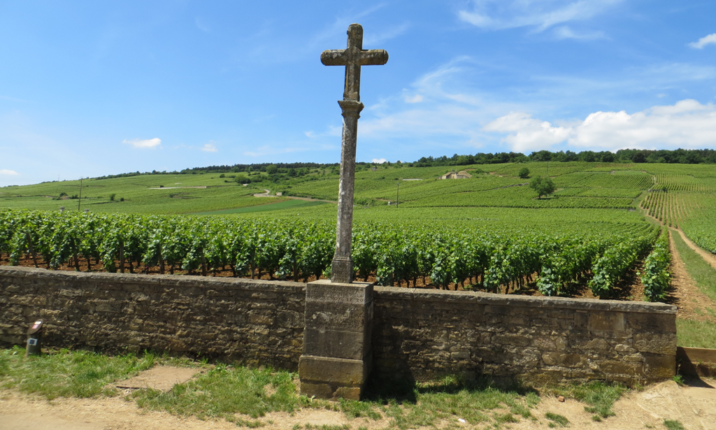 Burgundy Romanee Conti winefield